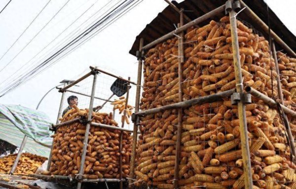 富农优配资源 抢收玉米后接连发烧咳嗽？专家：霉变环境劳作需防黄曲霉菌